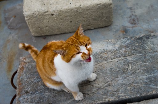 Chat roux et blanc qui pleure, qui miaule