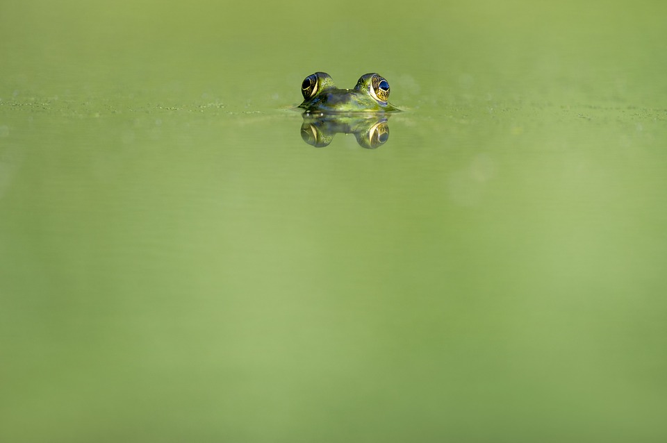 Grenouille dans un étang