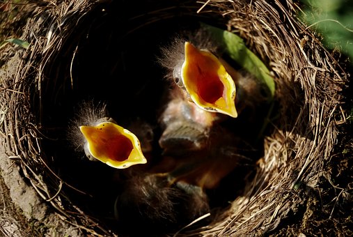 deux oiseaux dans un nid qui crie car ils ont faim