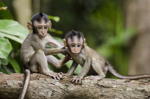 petits singes jumeaux